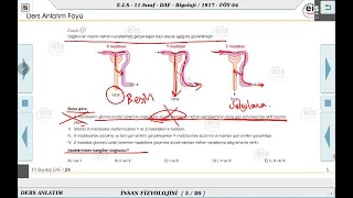 11. Sınıf Biyoloji - İnsan Fizyolojisi 24 📣
