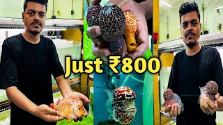 Best Flower Horn Shop In Kolkata || Kolkata ka Best Flower Horn Shop || Sabse Sasta Flower Horn Shop