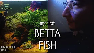 NEW BETTA FISH AQUASCAPE - tutorial - Low budget aquascape