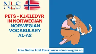 Learn Norwegian | Norwegian Vocabulary | Kjæledyr | Pets | Episode 169 | A1-A2