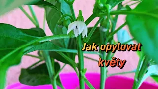 Jak opylovat květy ? + úspěchy i neúspěchy letošní sezóny #chilli #cz #hotpepper