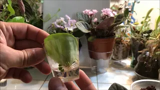 Propagation Experiments - African Violets