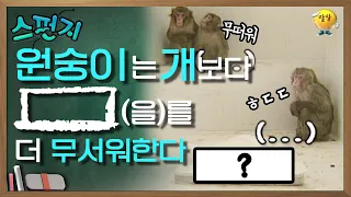 원숭이는 왜 이 친구들을 무서워할까? [스펀지 레전드] | KBS 050129 방송