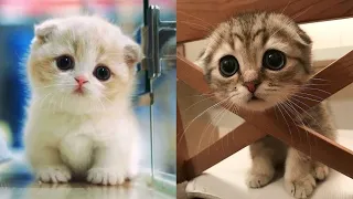 😍 Cute Cats And Funny Dogs Videos Compilation 2021 😍