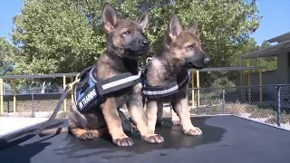 Watch Puppies Who Are Training To Be Police K9's Get Distracted By Toys