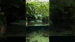 Most Beautiful Nature Aquarium I’ve Ever Seen 🤩 #Shorts