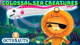 @Octonauts -  🦑 Colossal Creature Hunt 🔍 | 70 Mins+ Compilation | Underwater Sea Education for Kids