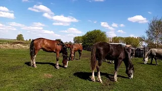 Выпустил тяжеловоза в табун! Выжеребка кобыл.