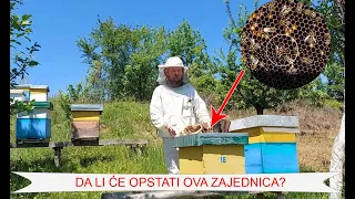 Ipak IMA ŽIVOTA u ovoj košnici- TU JE MATICA!