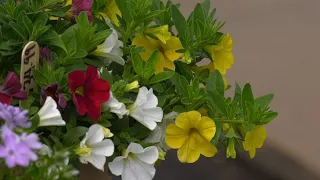 Robbinsdale Sees Garden Business Expand with ‘Birdtown Backyard’