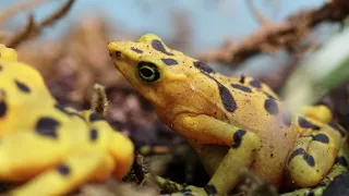 Panamanian Golden Frogs