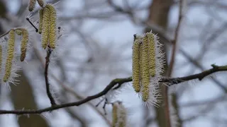 С НОВЫМ 2020 ГОДОМ  / В Новогоднем фундучном саду