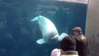 Beluga Whale dances to "Silver Bells"
