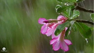 "Mystical Rain Dance: Purple Flowers and Enchanting Leaves Embrace the Rain" #rain #relaxing #sleep