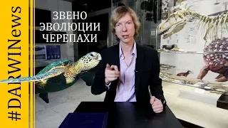 Новое переходное звено в эволюции черепах. Ярослав Попов. #DARWINEWS