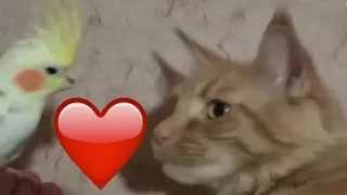 Кошка и попугай забавные животные Cat and parrot funny animals