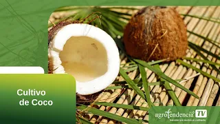 CULTIVO DE COCO EN 2 MINUTOS