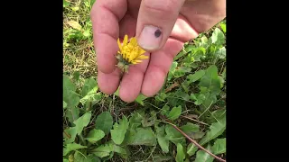 Not all dandelion flowers are dandelions