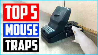 Top 5 Best Mouse Traps In 2021 Reviews