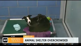 Dallas Animal Shelter over capacity