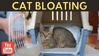 How to Treat and Prevent Bloating in Cats | Cats Facts