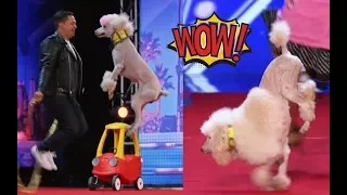 AMAZING Dog Acts You WONT BELIEVE! | AGT Audition S12
