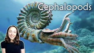 Mollusca (Pt 3)- Cephalopods- Invertebrate Paleontology | GEO GIRL