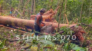 MEMBUAT PAPAN UNTUK DINDING CAMP BAPAK KEPALA SUKU DI TENGAH HUTAN || CHAINSAW STIHL BESAR