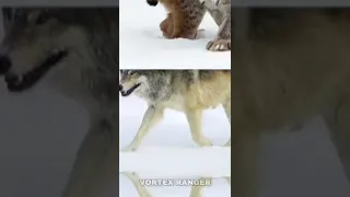 Canadian Lynx VS Gray Wolf #shorts #wildlife #animals