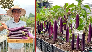 Techniques for growing - caring Eggplant Plants on balcony Simple with lots of fruit