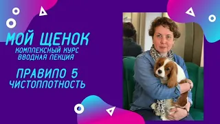 Как приучить щенка писать на пеленку?