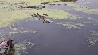 Очистка заросшего водозабора.