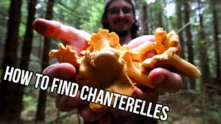 Where to Find CHANTERELLES - How to Identify Wild Mushrooms - Early FALL 2021 FORAGING!