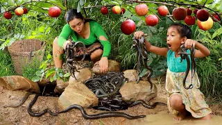 Catch snake and pick red apple in flood forest-Mother & daughter cooking snake spicy chili for lunch