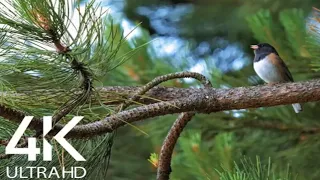 Birds singing in the Forest -Nature relaxation video in 4k ultra HD.@animalsworld-ji3ec