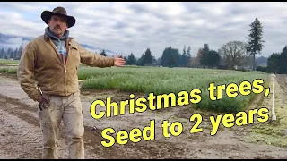 Producing Christmas tree seedlings.  Seed to 2 years.