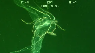 Strange Glowing Creature Filmed in the Deep Sea | Deep Ocean ROV Footage