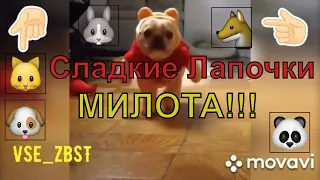 Забавные и МИЛЫЕ Животные - Лучшая подборка для умиления!