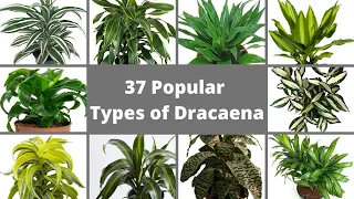 37 Popular Types of Dracaena Plants // Best Dracaena Varieties // Dracaena identification .