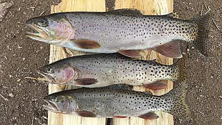 Creek Side Cutthroat Trout Catch n' Cook!