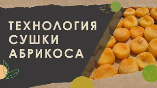 1. Технология сушки абрикоса