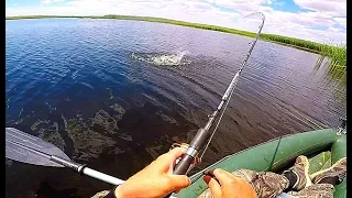 Рыбалка на щуку и окуня в камышах. Разведка по щучьим местам.  Вело-водный поход.