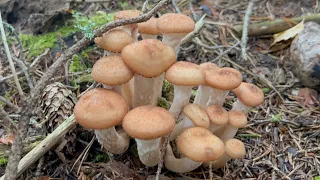 เห็ดขอนสน Honumgsskivlingar🇸🇪 (Armillaria Mellea) เห็ดที่มีคำเตือนในสวีเดนกินต้องระวัง‼️แต่อร่อย😋