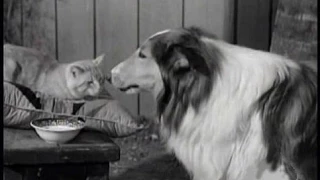 Lassie - Episode #168 - "The Cat Who Came To Dinner" - Season 5, Ep. 25 - 02/22/1959