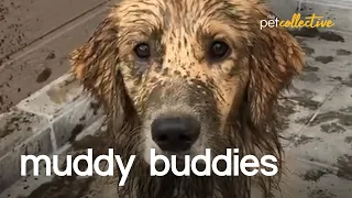 The World's Muddiest Pets 2020