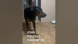 My dog will walk in slow motion and then scare his owner