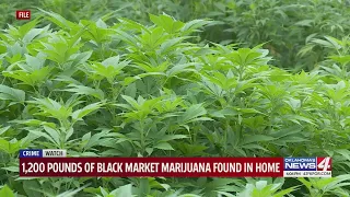 1,200 pounds of black market marijuana found in home