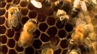 Interpreting the Language of Bees