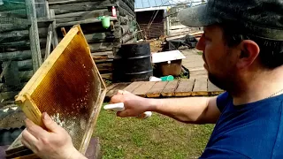 Дезинфекция пчелиных рамок от плесени