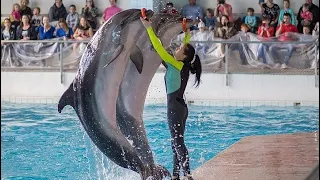 GrekovTV - #Шоу #дельфинов в #Сочи #дельфины #киты #морские котики #бассейн #океанариум